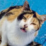 kaldiosの画像