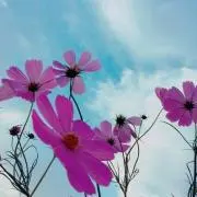 香菜