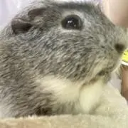 しろの画像
