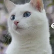 ✴︎白ネコ✴︎の画像