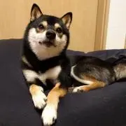 ひじキングの画像