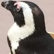 ペンギンの画像