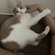 ♩の画像