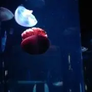 ayamaruの画像
