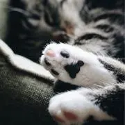 ニャー子●プロフを要チェック=^_^=の画像