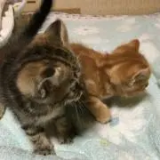 マルカン商会の画像