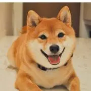 マライカの画像