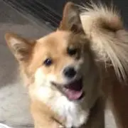 恋百