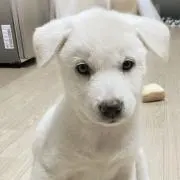 masami