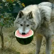 ha_即購入可の画像