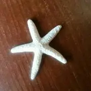 toma.ku-yan