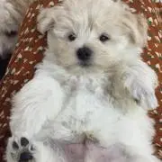 ななの画像