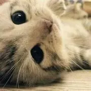 ねこ