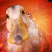 かもの画像