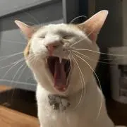 もやしの画像