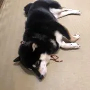neneneの画像