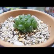 りょうPLANTSの画像