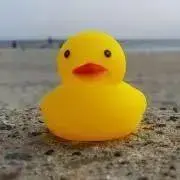 ポンたの画像