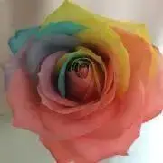 triple B.の画像