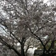 チロルの画像