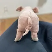 Pugiの画像
