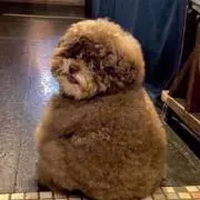 アルル　購入前プロフ読&コメント下さいの画像