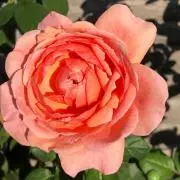 Ruui