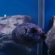 ［特化］セール中※プロフィール必須の画像