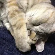sonosamの画像