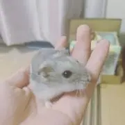 くま(๑・㉨・๑)の画像