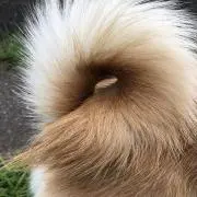 ぺこぺこ