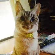 梨ナ