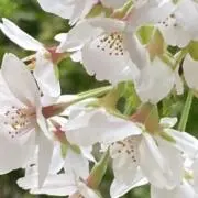 でぶにゃんの画像