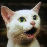 ミティ★ニャンちゅ～る♪の画像