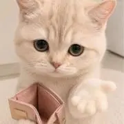 ayaの画像
