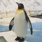 【断捨離してます】ぼんおぼんこの画像