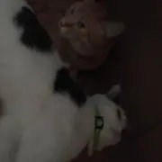 ぶーに