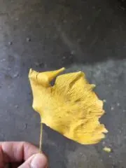 ナオ