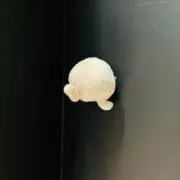 はなの画像