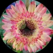 mygerbera 69