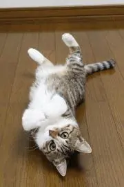 たもねこの画像
