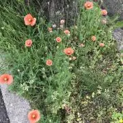 マリー 次回発送8/17〜の画像