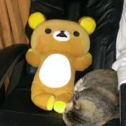 ミケ&トラの画像