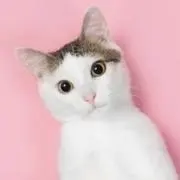 ハイ