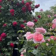 まめっとの画像