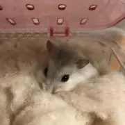 うさの画像