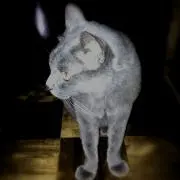 モコ◇即購入OK（プロフ見てね）の画像