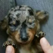 COCOA