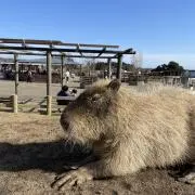 愛情