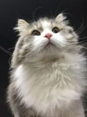 らがまふぃんの画像